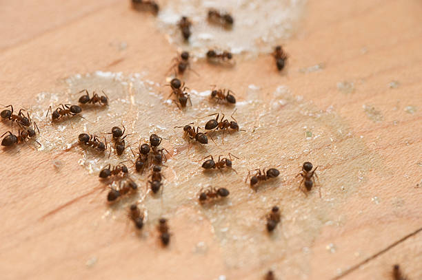 Professional Pest Control in Sullivan Gardens, TN
