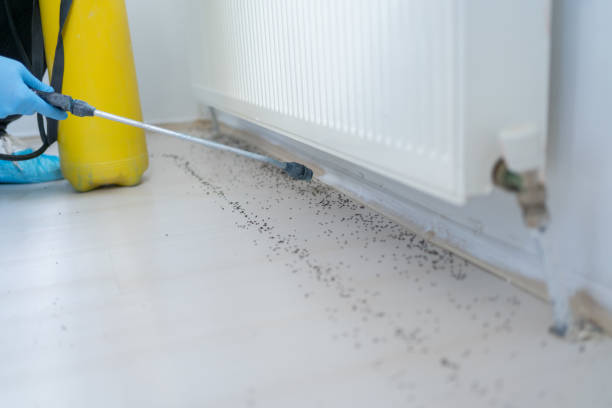 Best Pest Control for Homes  in Sullivan Gardens, TN